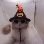 Pet Halloween hat and scarf set (5)