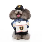 Postman dog Halloween costume (3)