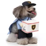 Postman dog Halloween costume (8)