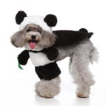 Panda dog Halloween costume (7)